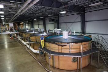 AquaBounty logró hace poco su primera cosecha de salmón convencional en sistema RAS. Foto: AquaBounty.