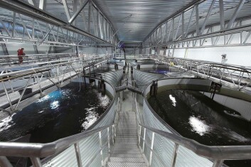 Aún quedan brechas por abordar en la maduración precoz de peces en sistemas de recirculación. Foto: Archivo Salmonexpert. Aún quedan brechas por abordar en la maduración precoz de peces en sistemas de recirculación. Foto: Archivo Salmonexpert.