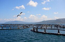 Proyecto de salmonicultura oceánica en Chile revela primeros indicadores productivos