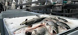 Proyecto busca sancionar prácticas contra bienestar animal de peces en Chile