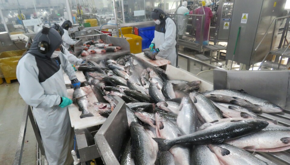 El ranking con los principales exportadores de salmón chileno