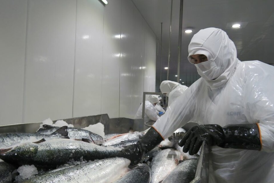 Fiscalizaciones a plantas de proceso y capacitaciones sindicales forman parte de acciones a seguir. Foto: Archivo Salmonexpert.