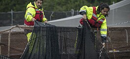 Los tres proyectos de ley que alertan a los trabajadores del salmón