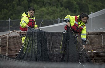 Los tres proyectos de ley que alertan a los trabajadores del salmón