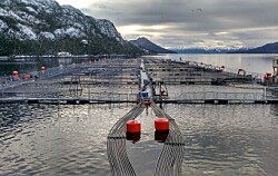 Magallanes: Menor demanda hace retroceder exportaciones de salmónidos