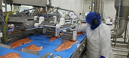 Magallanes: Salmonicultura podría alcanzar los 4.200 empleos a finales de año