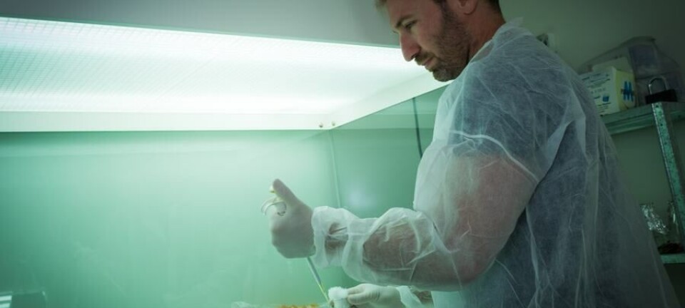 Startup producirá comercialmente primer salmón ahumado en base a plantas