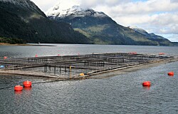 Fuerte aumento de centros de salmón que buscan ser libres de antimicrobianos