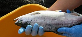 Fuerte incremento de las cosechas de salmón coho a noviembre
