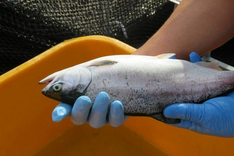 El salmón coho representó el 16,6% de las cosechas de salmonicultura a noviembre de 2019. Foto: Archivo Salmonexpert.
