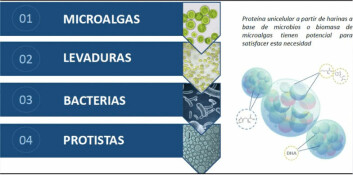 Ingredientes alternativos unicelulares. Fuente: Joceline Ruiz, estudiante Doctorado, Laboratorio de Nutrición y Fisiología de peces, UCT.