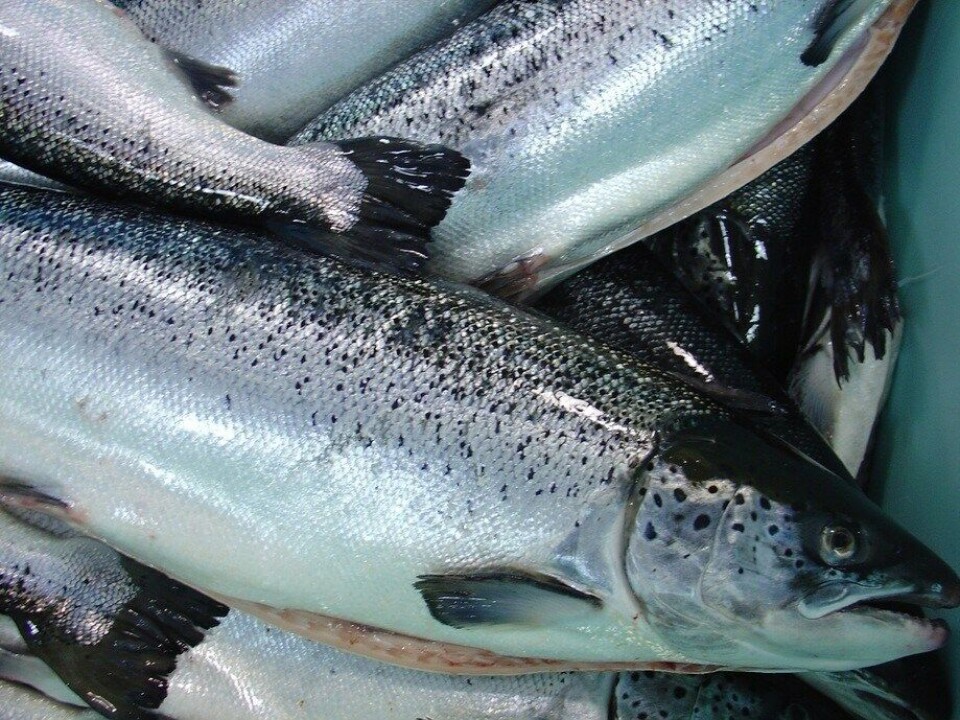 Desde GAA expresaron que, Chile ha experimentado un aumento del 14%, de 564 mil toneladas métricas en 2017, a un estimado de 641 mil toneladas métricas este año”. Imagen: Archivo Salmonexpert.