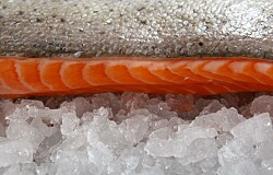 Mayo: salmón representó el 80% de las exportaciones de la Región de Los lagos