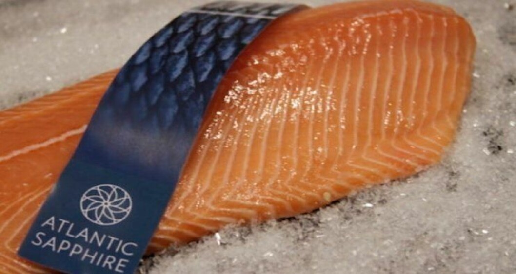 Atlantic Sapphire obtuvo ingresos de $ 11 por kilo de cosecha total en los EE. UU. Foto: Atlantic Sapphire. Atlantic Sapphire obtuvo ingresos de $ 11 por kilo de cosecha total en los EE. UU. Foto: Atlantic Sapphire.