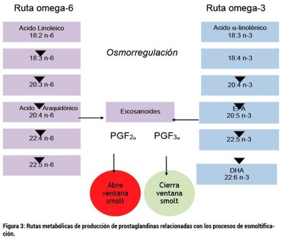 Mejorando la condición fisiológica del pez a través del manejo nutricional