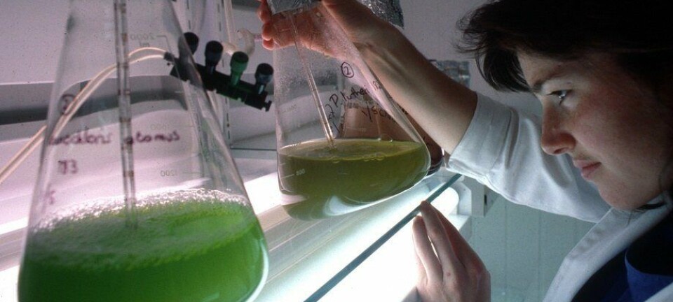 Microalga surge como una alternativa natural para combatir la piscirickettsiosis