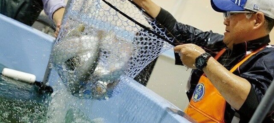 Mitsubishi formará empresa conjunta para levantar centro de salmón en tierra