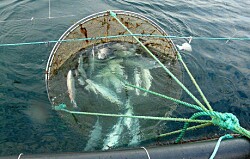 Modifican normativa para contabilización de mortalidad de salmónidos por FAN