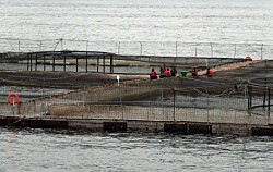 Modificaciones al RESA aumentan exigencias para centros de salmón