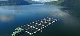 Mowi eliminará 3 millones de salmones en Columbia Británica tras cambio de reglas