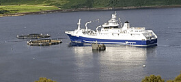 Mowi envía salmón directamente a Dinamarca por sobreprocesamiento