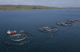 Mowi Escocia prueba nuevo sistema contra piojos de mar