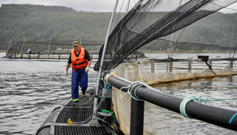 Un trabajador de Mowi inspecciona los amarres en la pasarela de una jaula en North Carradale. Foto: Mowi Escocia.