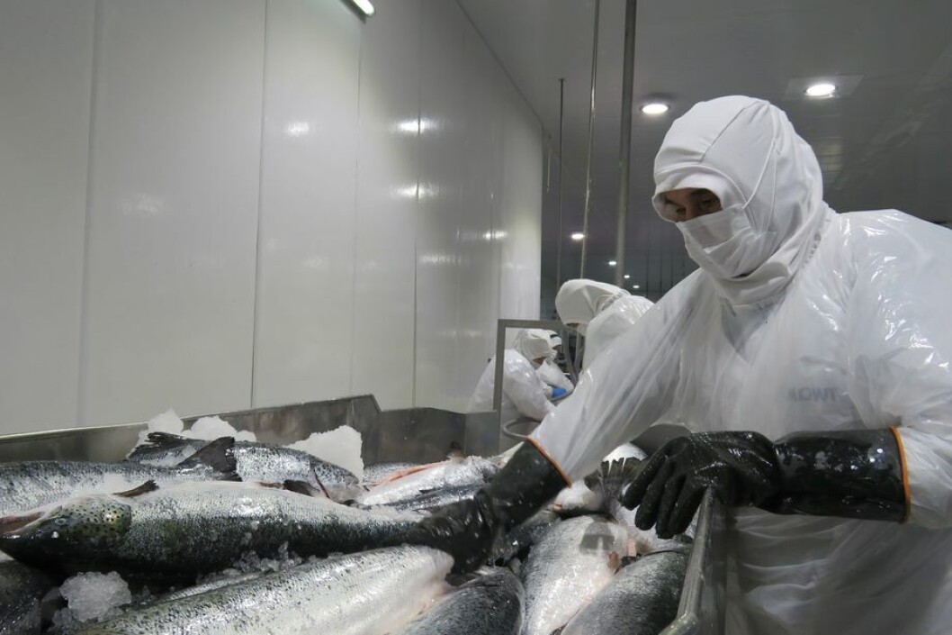 Planta de proceso de salmónidos de Mowi Chile. Foto: Salmonexpert. Planta de proceso de salmónidos de Mowi Chile. Foto: Salmonexpert.