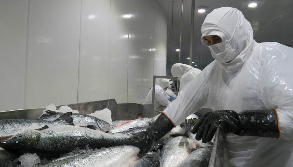 Planta de proceso de salmónidos de Mowi Chile.