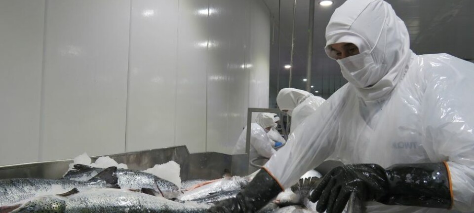 ¿Qué tan sanas se observan las finanzas de los productores de salmón chileno?