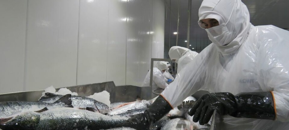 El salmón chileno es reconocido entre los que mejor cumplen con sus proveedores