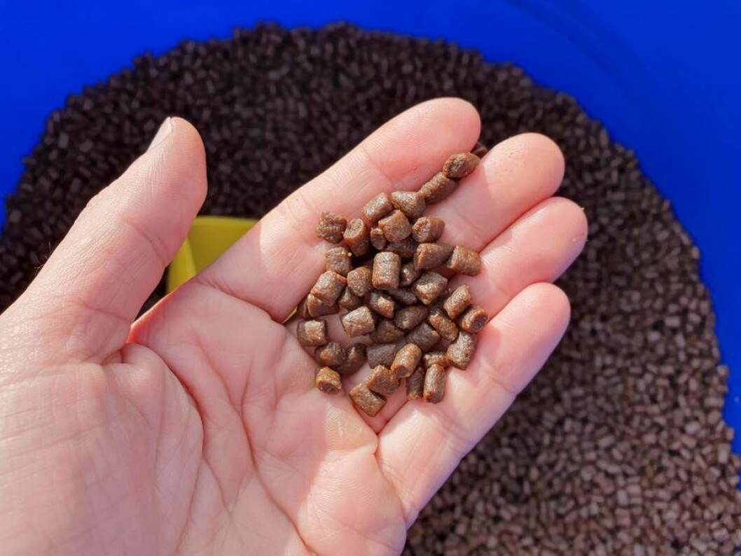 Foto: Salmonexpert. Foto: Salmonexpert.