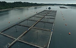 Productor de salmón chileno se une a iniciativa de Cargill para cero emisiones netas