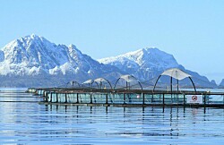 Productor de salmón es el primero en Noruega en recibir certificación BAP