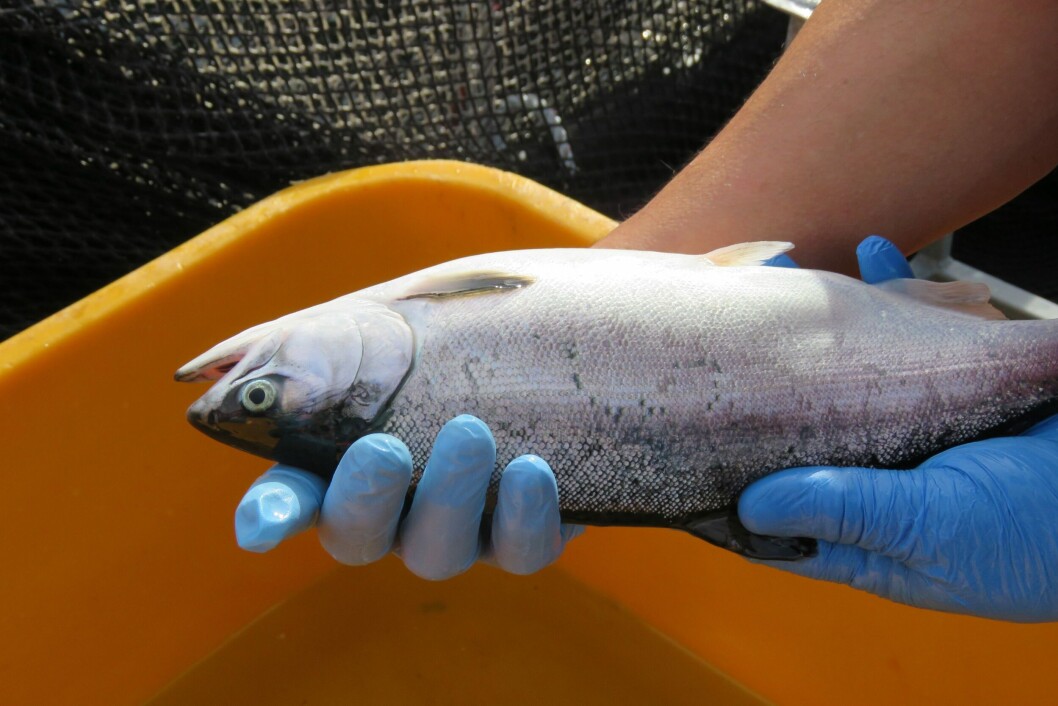 Durante la primera y segunda temporada, la firma logró cosechar cerca de 5 mil toneladas de salmón coho. Foto: Archivo Salmonexpert. Durante la primera y segunda temporada, la firma logró cosechar cerca de 5 mil toneladas de salmón coho. Foto: Archivo Salmonexpert.