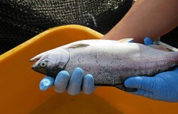 Productor inicia tercera temporada consecutiva de salmón coho cero antibióticos