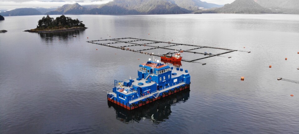 La salmonicultura se transforma en la principal impulsora para los resultados de Blumar