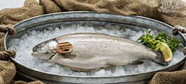 Productor revela alentadores resultados en cultivo de salmón Chinook