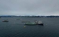 Productora noruega prueba nueva tecnología de cultivo cerrado en mar