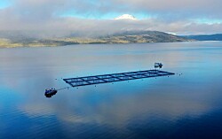 Productores de salmón chileno logran certificar sobre 80% de su biomasa ASC