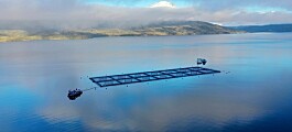Productores de salmón chileno logran certificar sobre 80% de su biomasa ASC