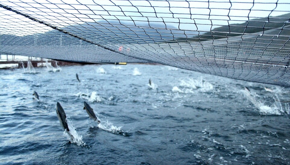Salmón del Atlántico versus salmón coho: ¿cuál ha crecido más rápido en Chile?