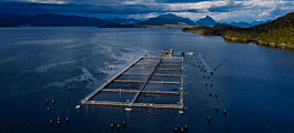 Multiexport Foods revela impacto en su producción de salmón por evento oceanográfico