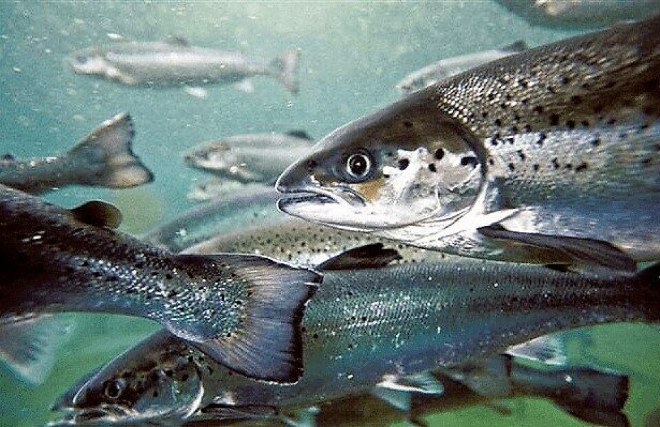 Foto: Archivo Salmonexpert.