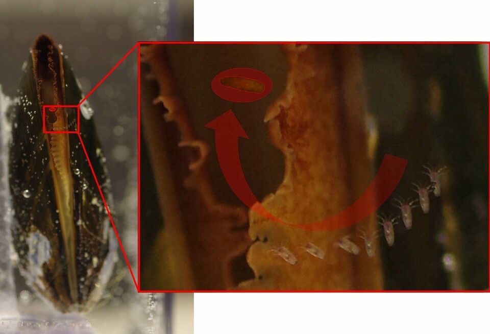 La imagen de la derecha se construye a partir de nueve imágenes y muestra las etapas de un mejillón capturando larvas de nauplio. Esta larva de nauplio no saltó, sino que fue succionada directamente hacia el mejillón (marcado con un anillo rojo). Todo el curso de los acontecimientos tomó menos de un segundo. Hay una décima de segundo entre cada imagen.