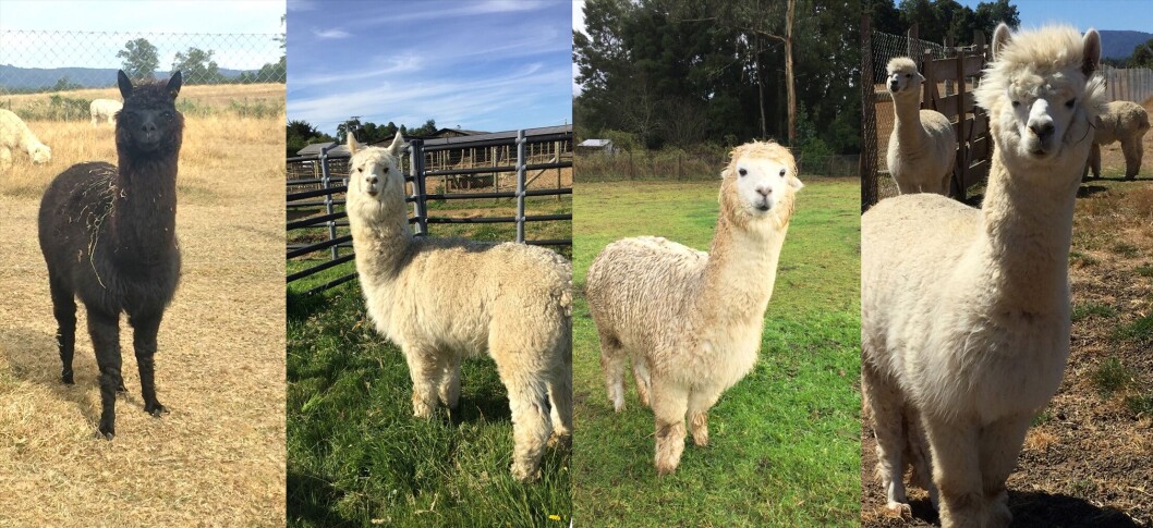Toto, Alex, Dario y Pamelo, alpacas en las cuales se están realizando los experimentos de producción de nanobodies para la salmonicultura. Foto: Dr. Alejandro Rojas. Toto, Alex, Dario y Pamelo, alpacas en las cuales se están realizando los experimentos de producción de nanobodies para la salmonicultura. Foto: Dr. Alejandro Rojas.