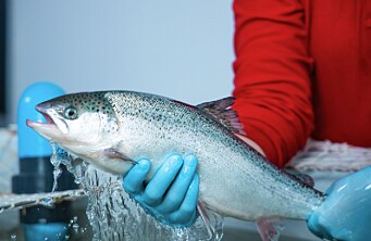 Proveedor logra validar CareBlock para proteger las branquias del salmón
