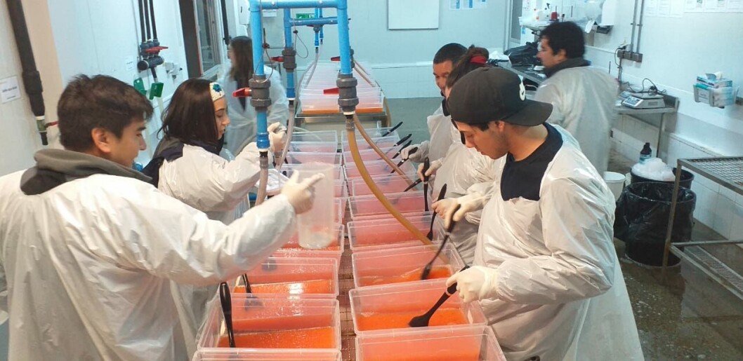 Equipo de Aquagen logró el desarrollo de ovas homocigotas con marcadores de resistencia genética para SRS. Foto: Proyecto Pincoy. Equipo de Aquagen logró el desarrollo de ovas homocigotas con marcadores de resistencia genética para SRS. Foto: Proyecto Pincoy.