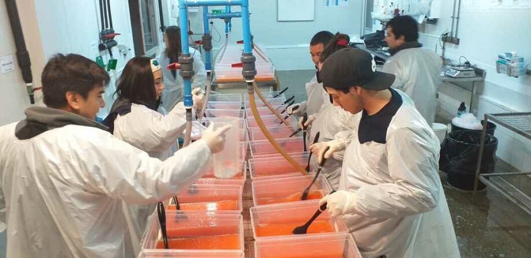Equipo de Aquagen logró el desarrollo de ovas homocigotas con marcadores de resistencia genética para SRS. Foto: Proyecto Pincoy. Equipo de Aquagen logró el desarrollo de ovas homocigotas con marcadores de resistencia genética para SRS. Foto: Proyecto Pincoy.