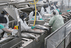 Planta de Multiexport logra levantar restricciones para enviar salmón a Rusia